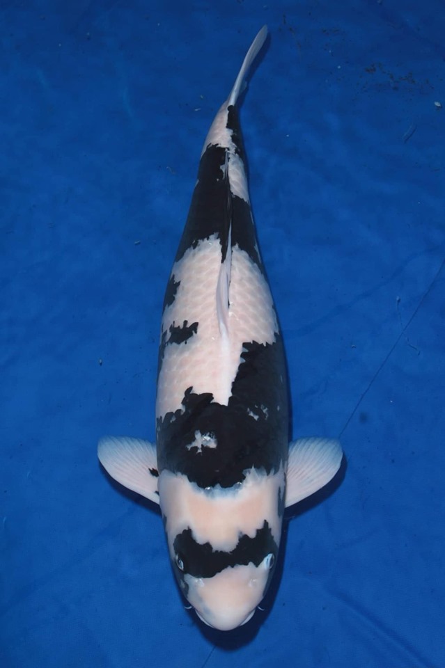 KOI SHOWS 2019