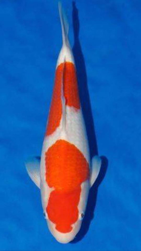 KOI SHOWS 2017