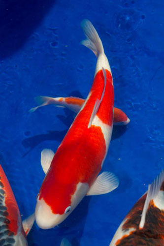 KOI SHOWS 2013