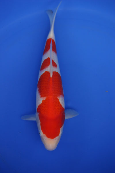 KOI SHOWS 2012