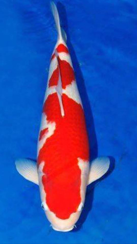 KOI SHOWS 2017