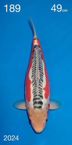 KOI SHOWS 2017