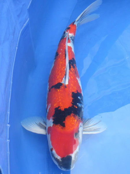 KOI SHOWS 2012